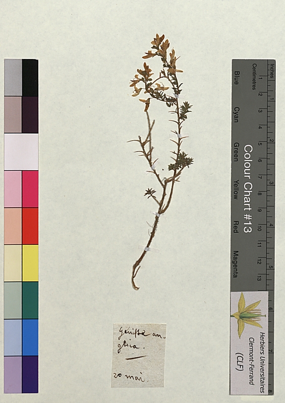 Genista anglica (Fabaceae)