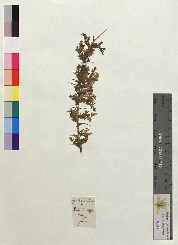 Genista anglica (Fabaceae)