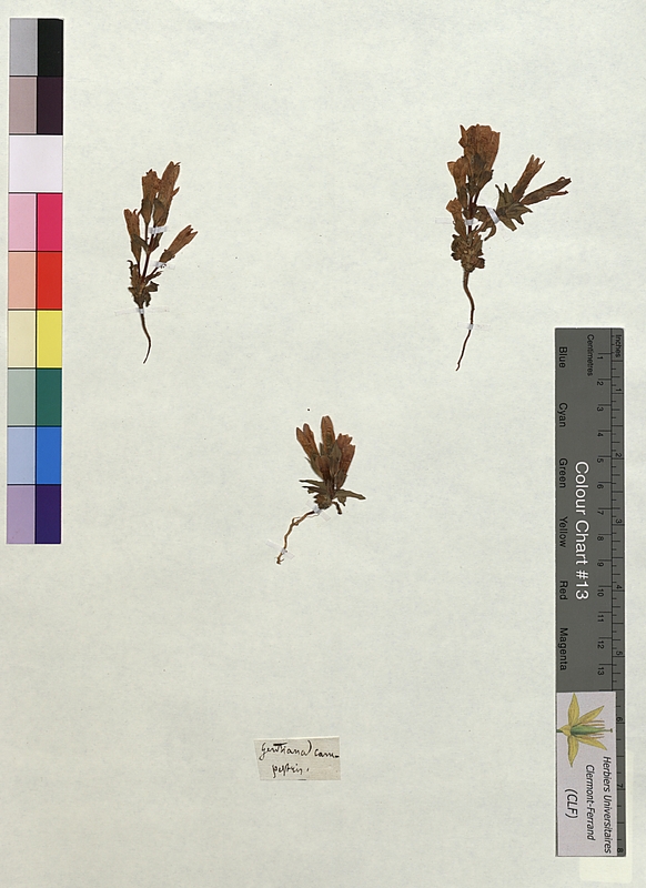 Gentiana campestris (Gentianaceae)