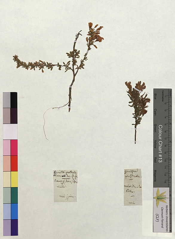 Genista prostrata (Fabaceae)