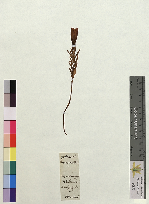 Gentiana pneumonanthe (Gentianaceae)