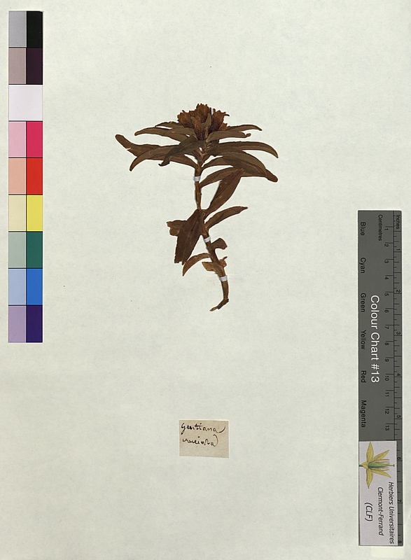 Gentiana cruciata (Gentianaceae)