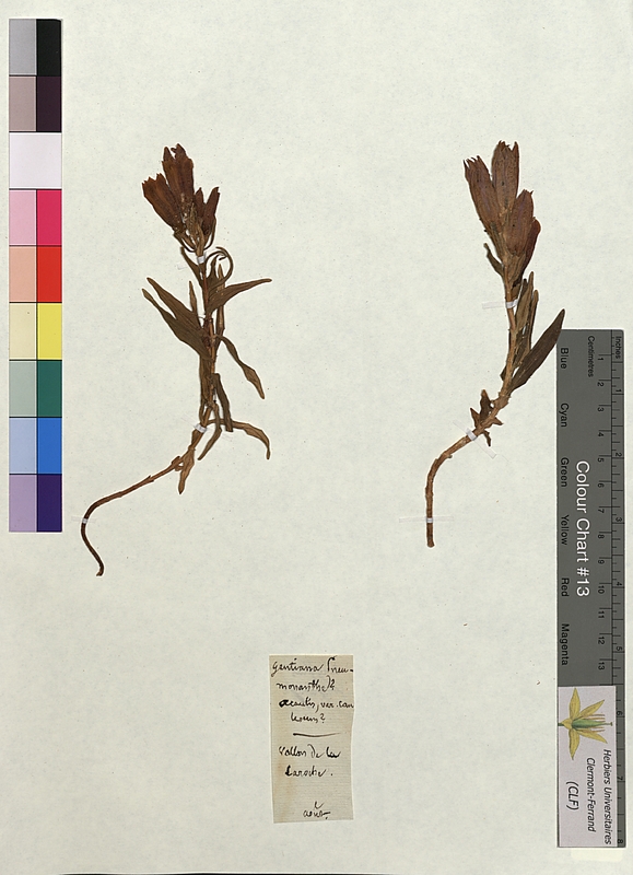 Gentiana pneumonanthe (Gentianaceae)