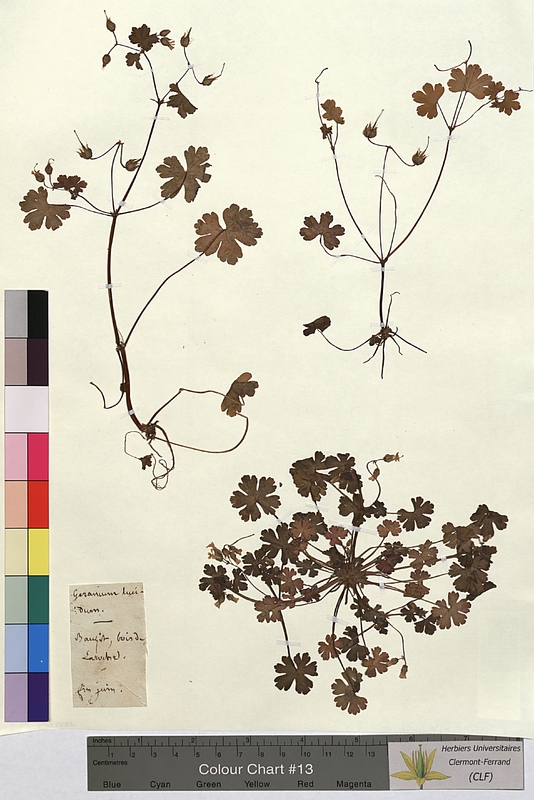 Geranium lucidum (Geraniaceae)