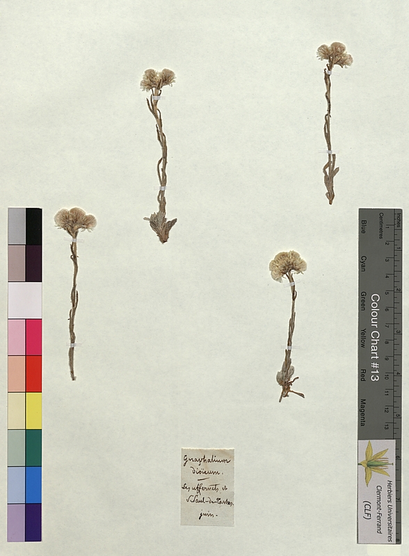 Gnaphalium dioicum (Asteraceae)