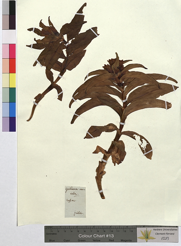 Gentiana cruciata (Gentianaceae)