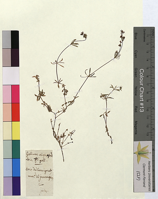 Galium uliginosum (Rubiaceae)