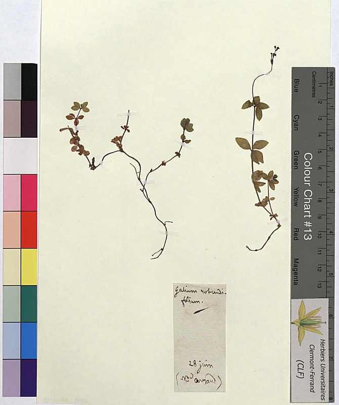 Galium rotundifolium (Rubiaceae)