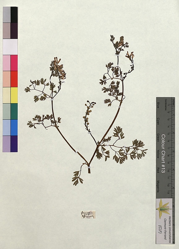 Fumaria officinalis (Papaveraceae)