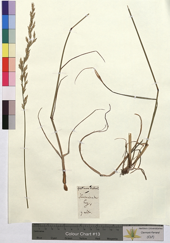 Festuca elatior (Poaceae)