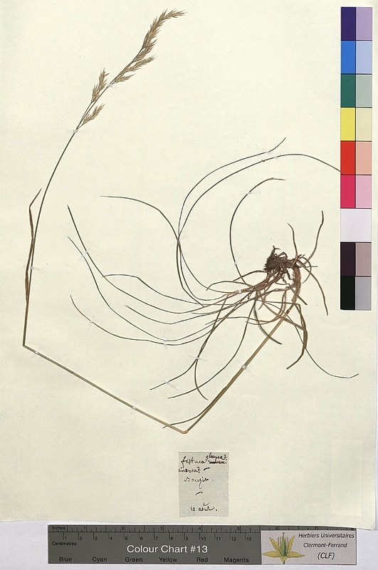 Festuca glauca (Poaceae)