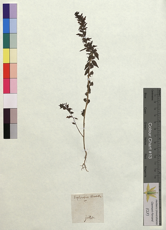 Euphrasia odontites (Scrophulariaceae)