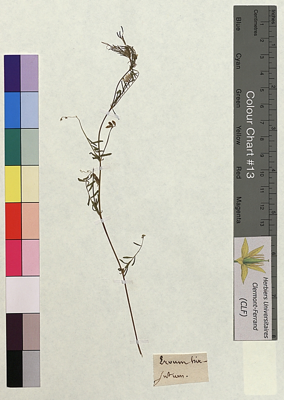 Ervum hirsutum (Fabaceae)