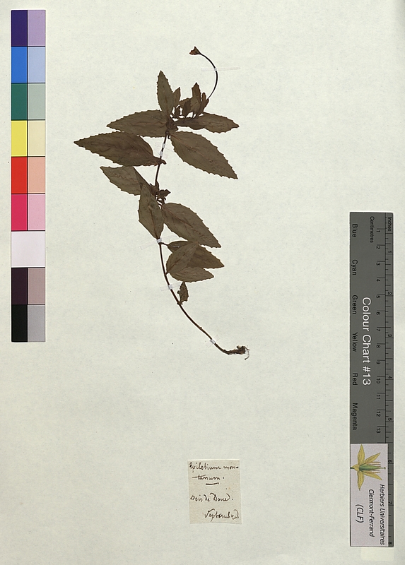 Epilobium montanum (Onagraceae)
