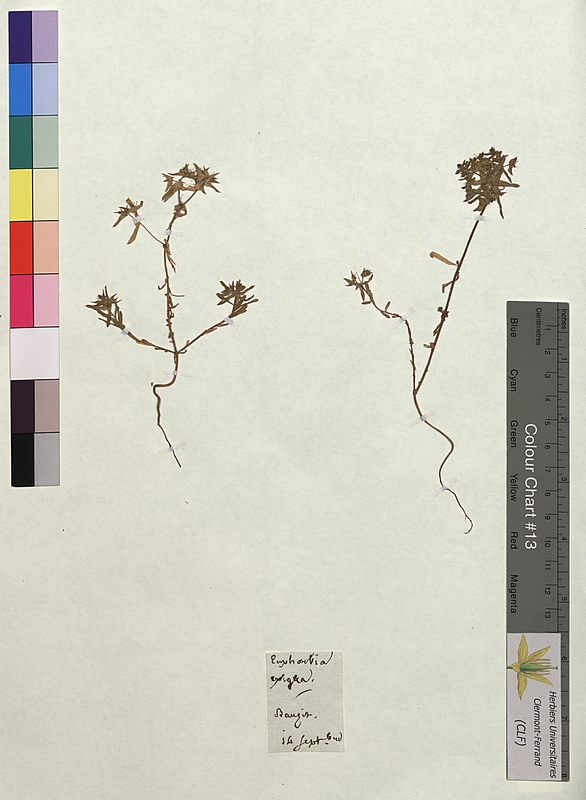 Euphorbia exigua (Euphorbiaceae)