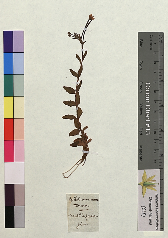 Epilobium montanum (Onagraceae)