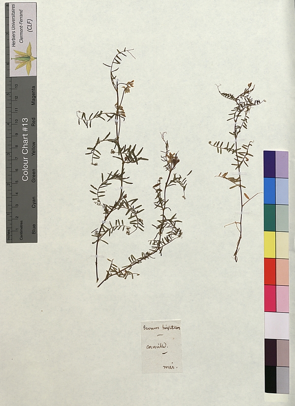 Ervum hirsutum (Fabaceae)