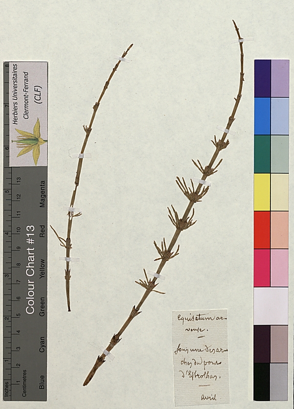 Equisetum arvense (Equisetaceae)