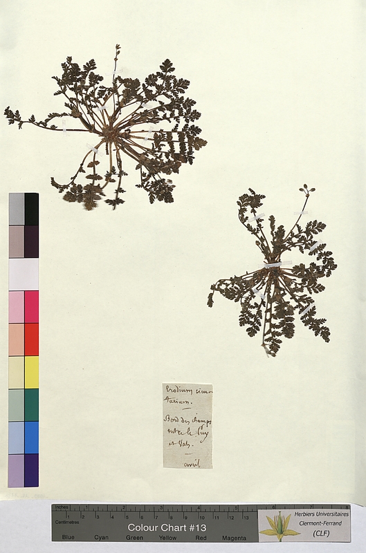 Erodium cicutarium (Geraniaceae)