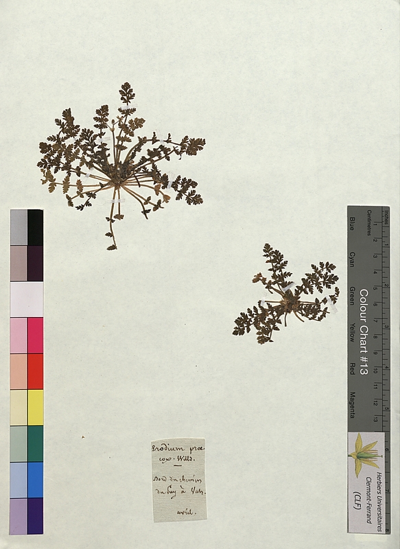 Erodium praecox (Geraniaceae)