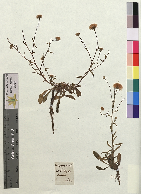 Erigeron acer (Asteraceae)