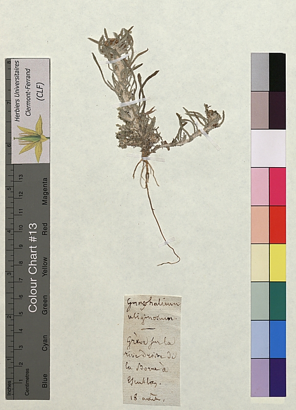 Gnaphalium uliginosum (Asteraceae)