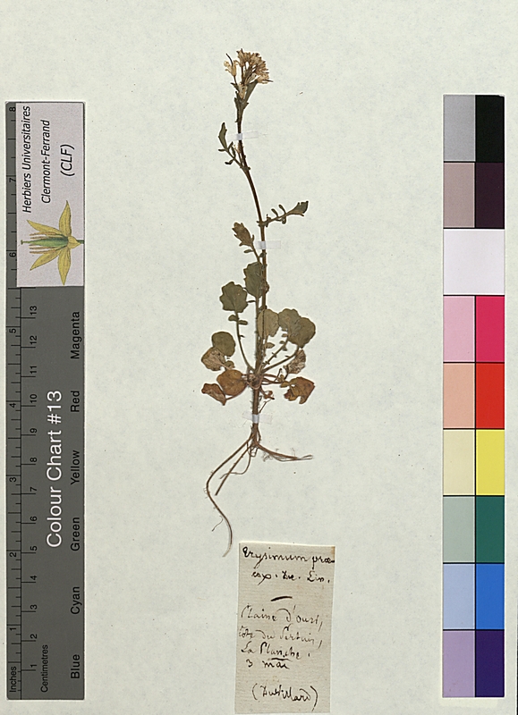 Erysimum praecox (Brassicaceae)