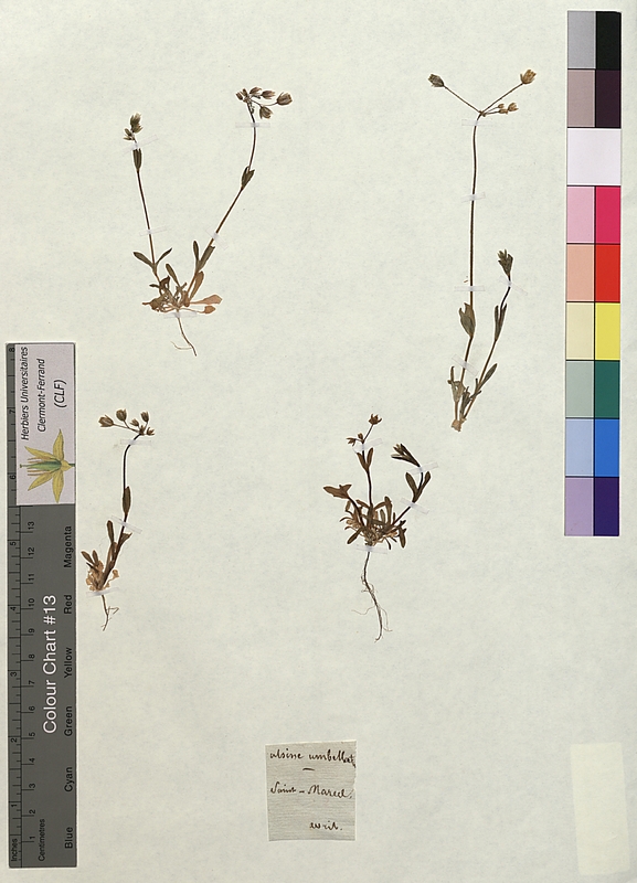 Alsine umbellata (Caryophyllaceae)