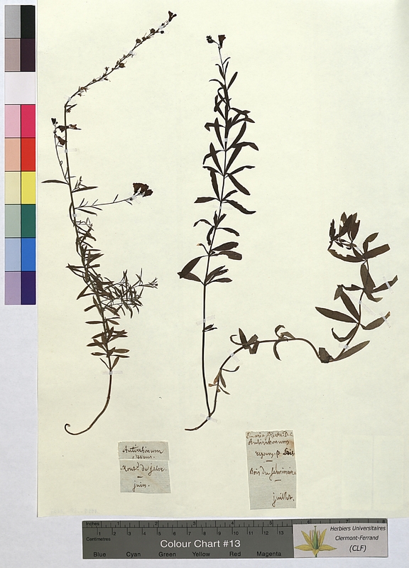 Antirrhinum repens (Scrophulariaceae)