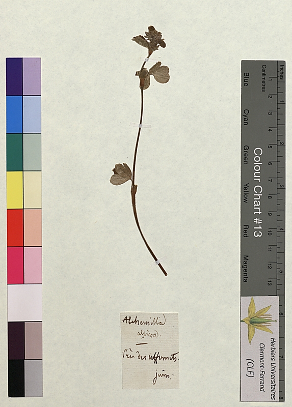 Antirrhinum repens (Scrophulariaceae)