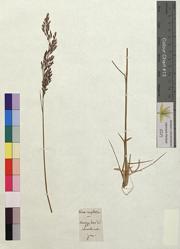 Alchemilla alpina (Rosaceae)