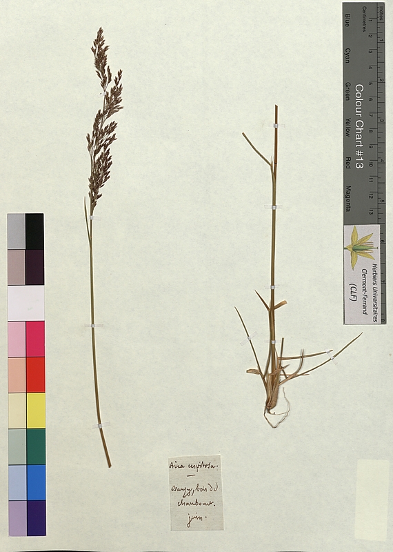 Aira cespitosa (Poaceae)