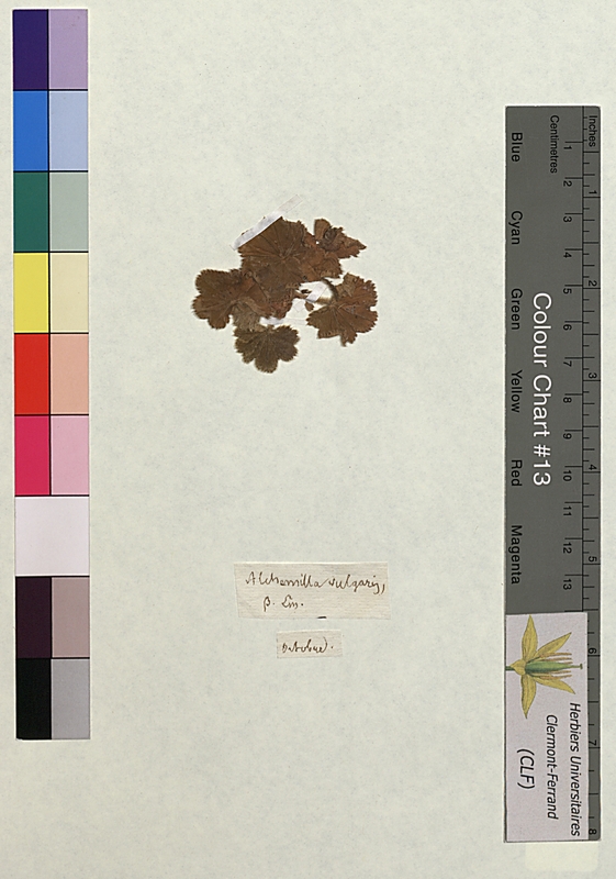 Alchemilla vulgaris (Rosaceae)