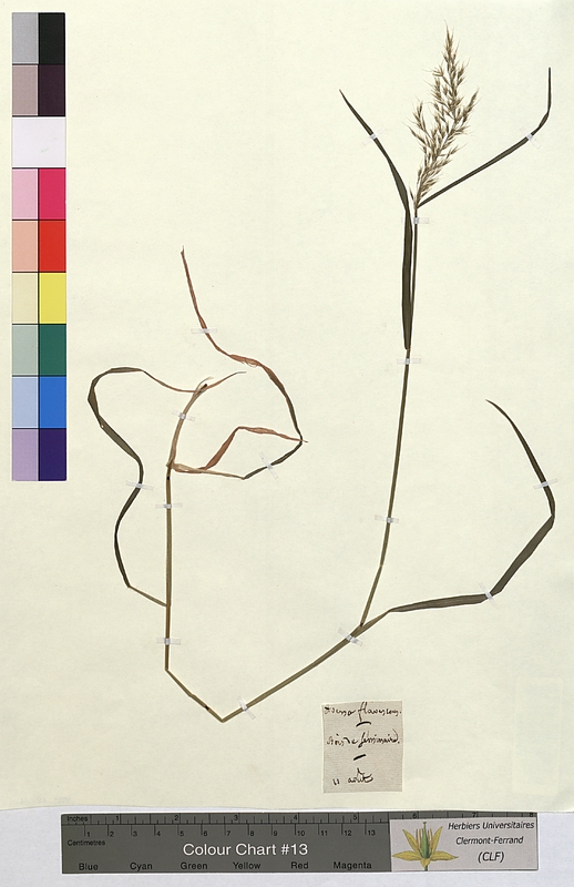 Avena flavescens (Poaceae)