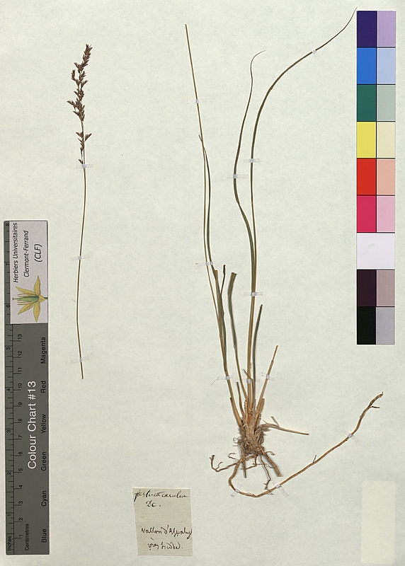Festuca caerulea (Poaceae)