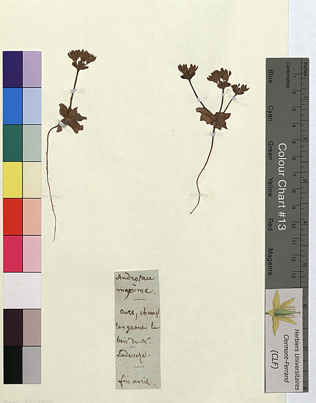 Androsace maxima (Primulaceae)