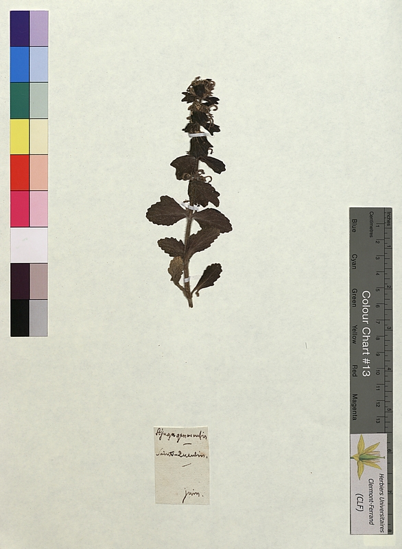 Ajuga genevensis (Lamiaceae)