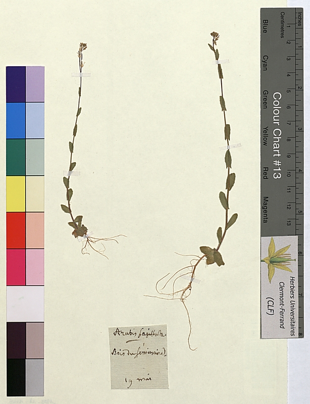 Arabis sagittata (Brassicaceae)