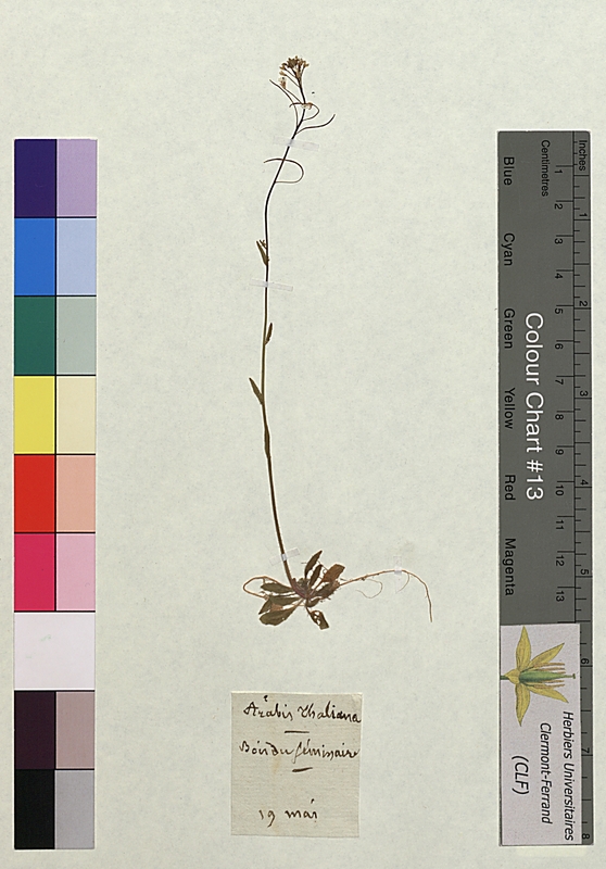 Arabis thaliana (Brassicaceae)