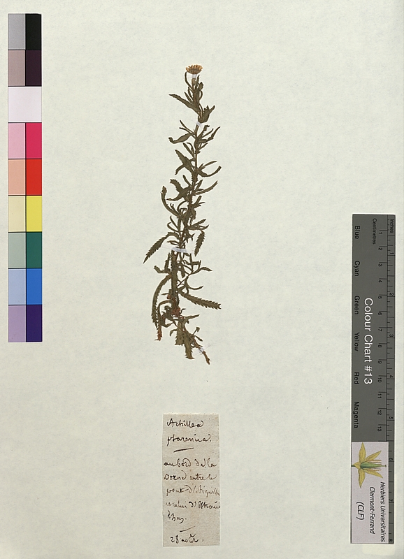 Achillea ptarmica (Asteraceae)