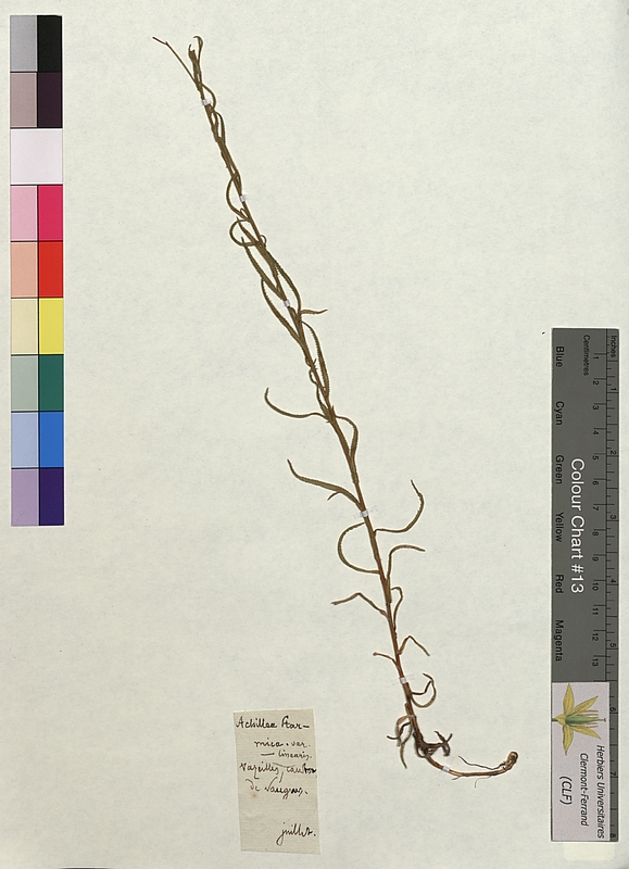 Achillea ptarmica (Asteraceae)