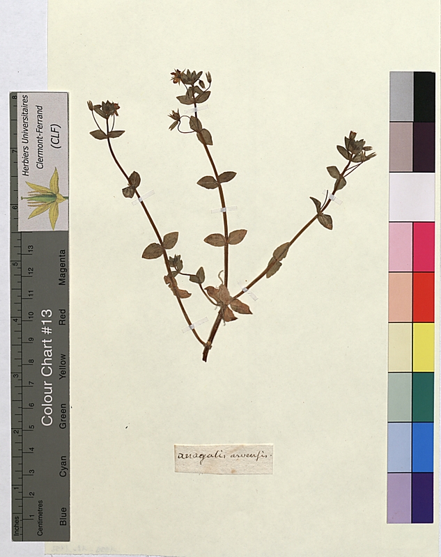 Anagallis arvensis (Primulaceae)