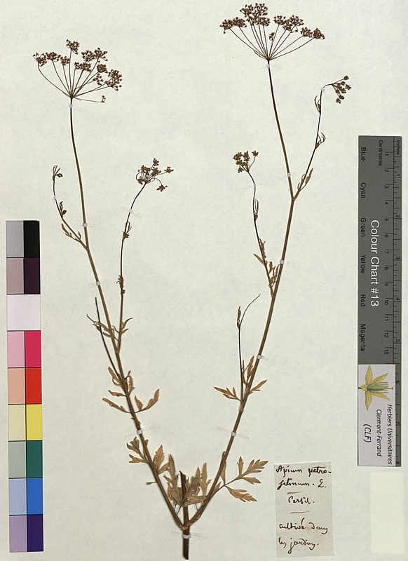 Apium petroselinum (Apiaceae)