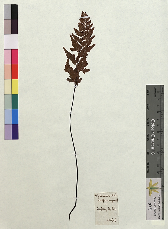 Asplenium adiantum-nigrum (Aspleniaceae)