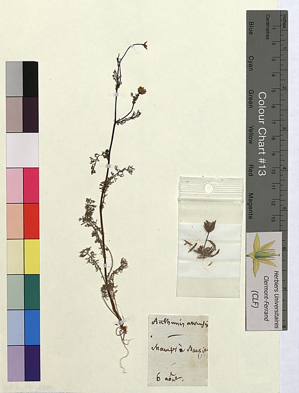 Anthemis arvensis (Asteraceae)