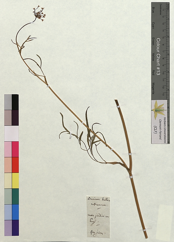 Bunium bulbocastanum (Apiaceae)