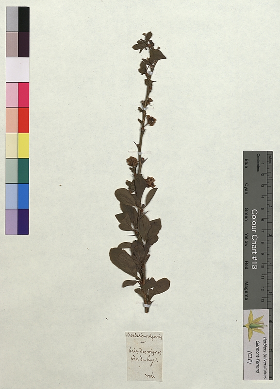 Berberis vulgaris (Berberidaceae)