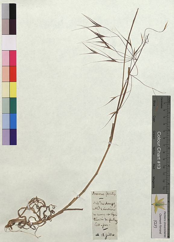 Bromus sterilis (Poaceae)