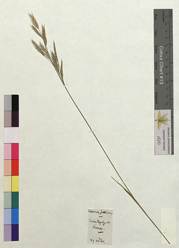 Bromus secalinus (Poaceae)