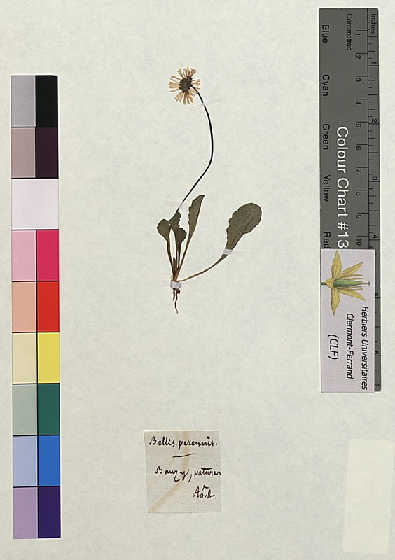 Bellis perennis (Asteraceae)